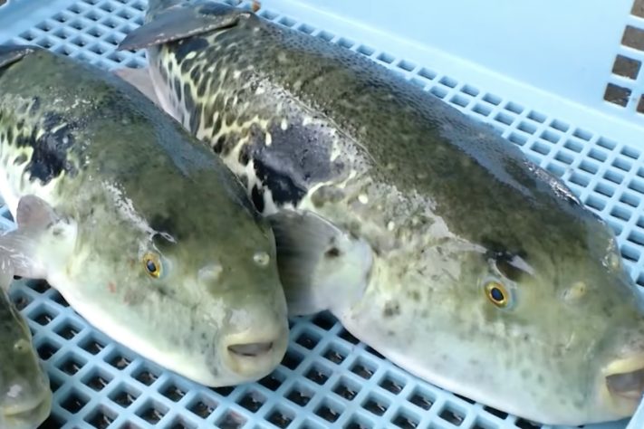 Peixe-baião, baiacu (Lagocephalus sceleratus) – Reprodução/YouTube