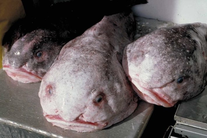 Peixe-bolha (Psychrolutes marcidus) – Domínio Público/NOAA