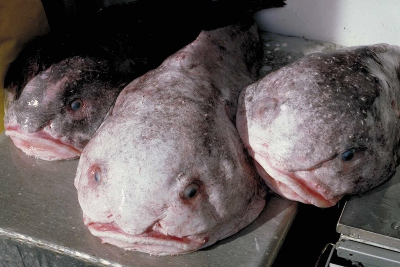 Peixe-bolha (Psychrolutes marcidus): Também conhecido como peixe-gota, esse peixe é famoso pela aparência incomum fora d'água. Por viver em grandes profundidades, seu corpo macio suporta a enorme pressão do oceano sem dificuldades.