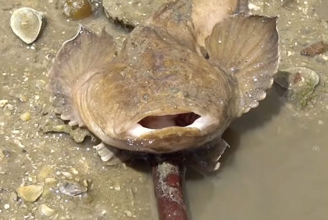 Niquim: veneno de peixe peçonhento que vive no litoral brasileiro tem proteínas raras e pode contribuir para avanços na medicina