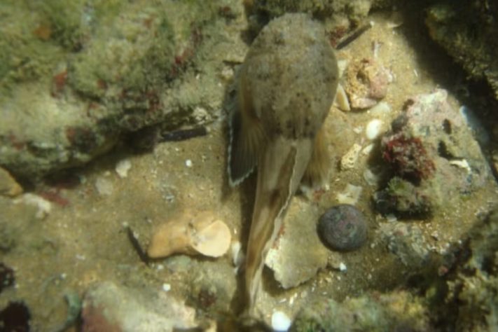 Peixe peçonhento do Brasil ajuda cientistas a entender a inflamação — sascha_burgos/iNaturalist