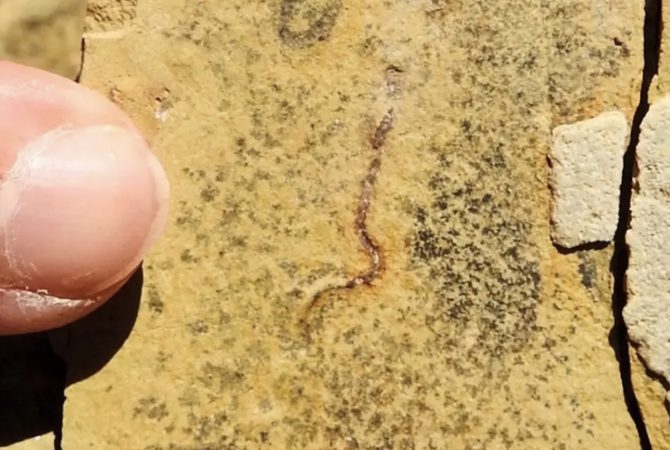 Pesquisa revela que fósseis de 544 milhões de anos não pertenciam aos primeiros animais da Terra