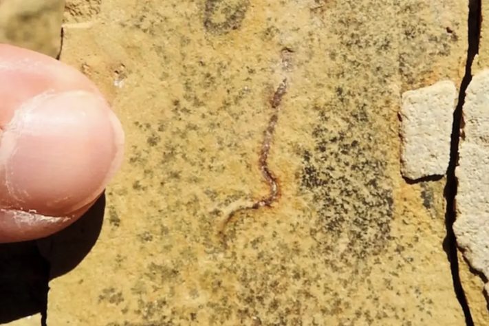 Pesquisa revela que fósseis de 544 milhões de anos não pertenciam aos primeiros animais da Terra – Reprodução/Bruno Becker-Kerber/Harvard University via Jornal da Unesp