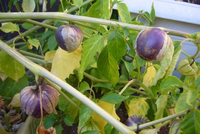 Tomatillo: entenda o que é, como usar e por que ele desperta o interesse de chefs