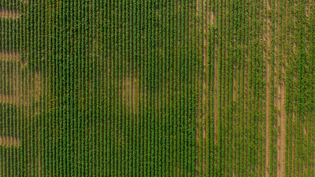 O solo também apresentou melhoras em outros aspectos. As áreas com capim tiveram mais carbono orgânico, um indicador de solo saudável, e ficaram menos compactadas. Isso significa que a terra ficou mais solta e arejada, o que facilita o crescimento das raízes das plantas que ali serão plantadas.
