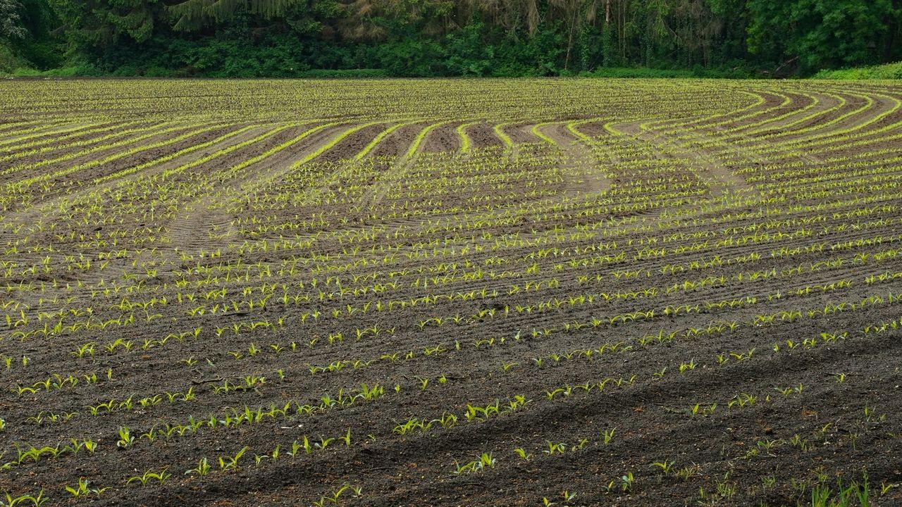 O resultado mostrou uma diferença importante. No solo que ficou descoberto, predominaram fungos ligados a doenças de plantas, como os gêneros Fusarium e Bipolaris. Já nas áreas onde o capim havia sido plantado, predominaram fungos saprófitos, responsáveis por decompor matéria orgânica e reciclar nutrientes, tornando o solo mais fértil e equilibrado.
