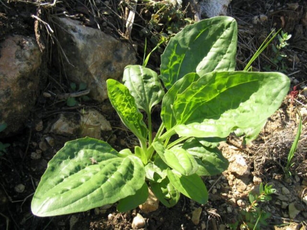 A tanchagem é uma planta medicinal utilizada há séculos em diferentes regiões do mundo e também conhecida na medicina popular brasileira. Integrante da Relação Nacional de Plantas Medicinais de Interesse ao SUS, ela desperta atenção por suas propriedades tradicionais e pelo crescente interesse científico. -  (crédito: Iorsh Domínio público)