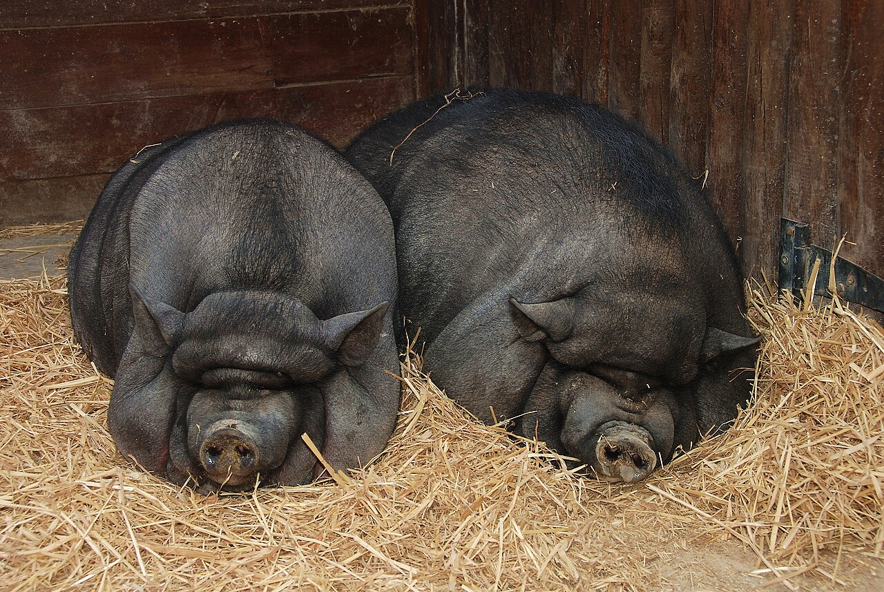 Porco-vietnamita-de-barriga-grande: Originário do Sudeste Asiático, tornou-se conhecido pela barriga saliente, coluna curvada, pernas curtas e comportamento dócil. Em vários países, também ganhou popularidade como animal de estimação.