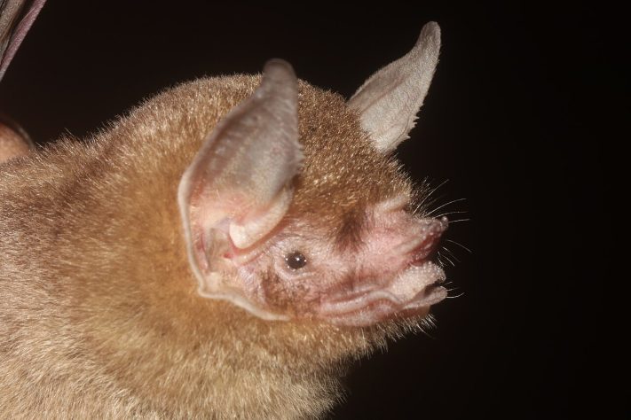 Morcego Pteronotus personatus - iNaturalist/Juan Cruzado Cortés
