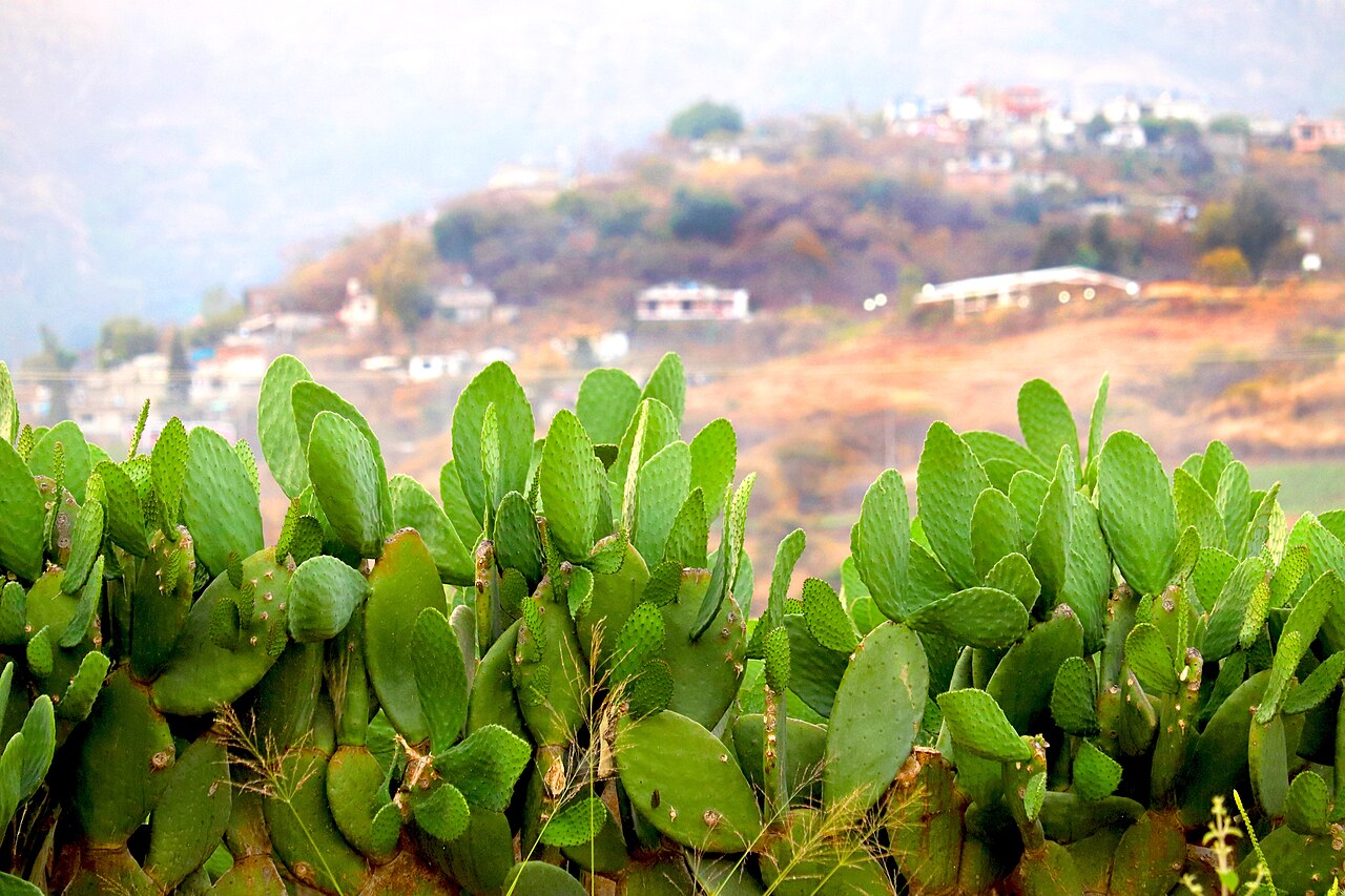 Um alimento que no Brasil virou ração para animais ocupa um lugar de destaque na culinária e na cultura do México desde o período pré-colombiano. Trata-se dos nopales, nome dado às folhas do cacto do gênero Opuntia, planta emblemática associada à fundação mística de Tenochtitlán, antiga capital do Império Asteca e atual Cidade do México.  -  (crédito: Wikimedia Commons/Liliana Carvalho Saucedo)