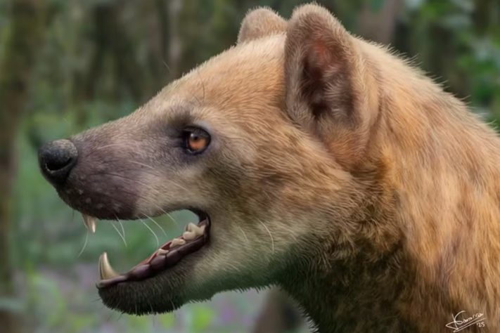 Reconstrução artística mostra o Paludocyon moyasolai, nova espécie de 'cão-urso' descrita por cientistas a partir de um fóssil de cerca de 16 milhões de anos encontrado na Catalunha, na Espanha — Jesús Gamarra/Journal of Mammalian Evolution