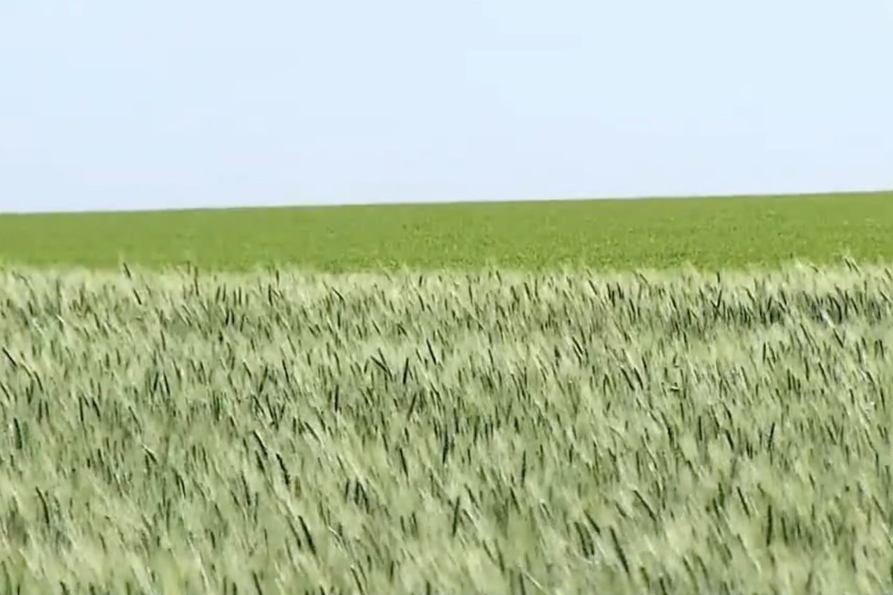 Ao longo desse período, pesquisadores realizaram cruzamentos e testes até obter uma cultivar adaptada às condições do Cerrado e às exigências da indústria de biscoitos. A iniciativa também faz parte de uma estratégia para ampliar a produção nacional de trigo e reduzir a dependência das importações.