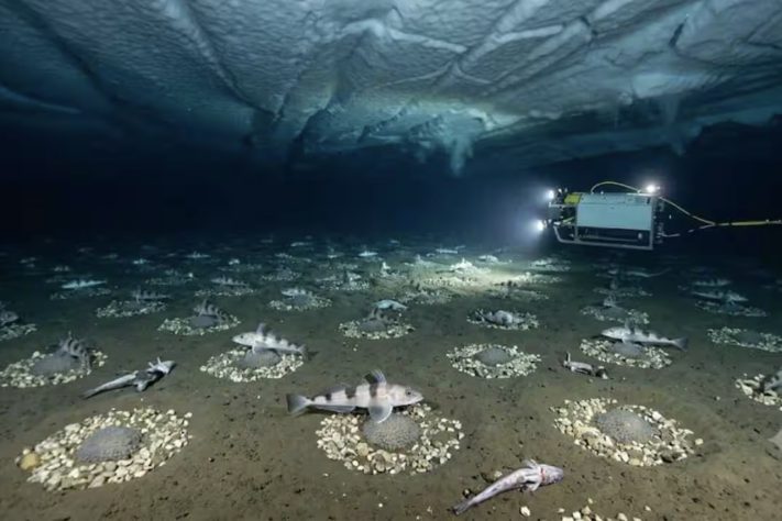 Robô submarino enviado para explorar o mar da Antártida encontra colônia com 60 milhões de ninhos de peixe – Imagem gerada por IA