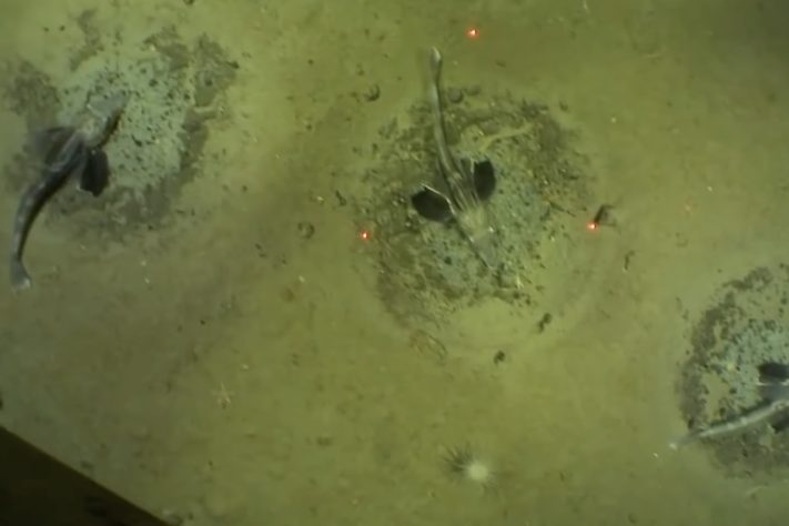 Robô submarino enviado para explorar o mar da Antártida encontra colônia com 60 milhões de ninhos de peixe – Reprodução