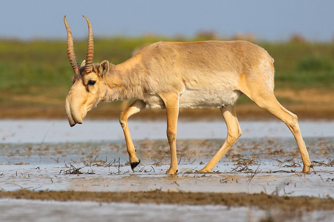 Antílope-saiga (Saiga tatarica): Nativo das estepes da Ásia Central, essa espécie de antílope sobrevivente da era do gelo possui um nariz gigante e flexível que aquece o ar no inverno e filtra poeira durante o verão. A espécie enfrenta forte declínio populacional devido à caça e às doenças.