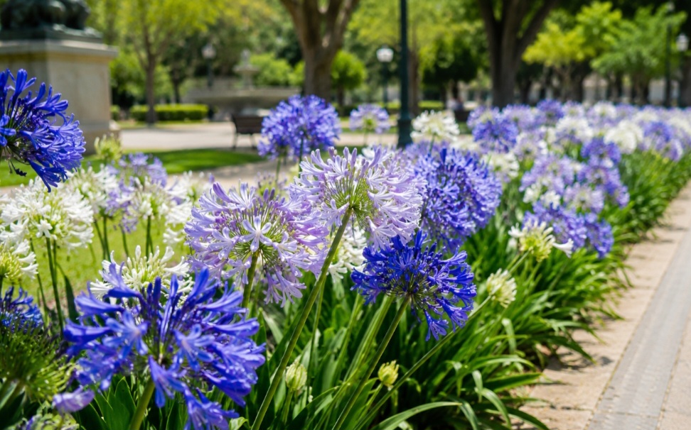 Com o tempo, o agapanto se consolidou como símbolo de elegância natural acessível, unindo beleza e praticidade em sua trajetória.  A flor, além de ornamental, carrega um valor emocional que atravessa gerações.