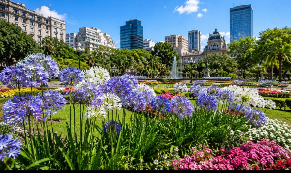 O agapanto gera um impacto visual em áreas verdes e espaços públicos. Além disso, sua longevidade e capacidade de florescer por semanas reforçam sua popularidade em projetos paisagísticos e jardins residenciais.