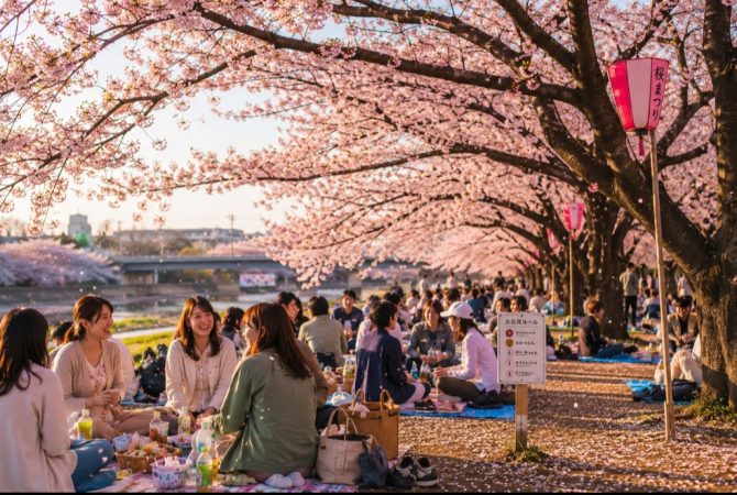 Cerejeiras japonesas: a fascinante história da árvore que se tornou símbolo do Japão