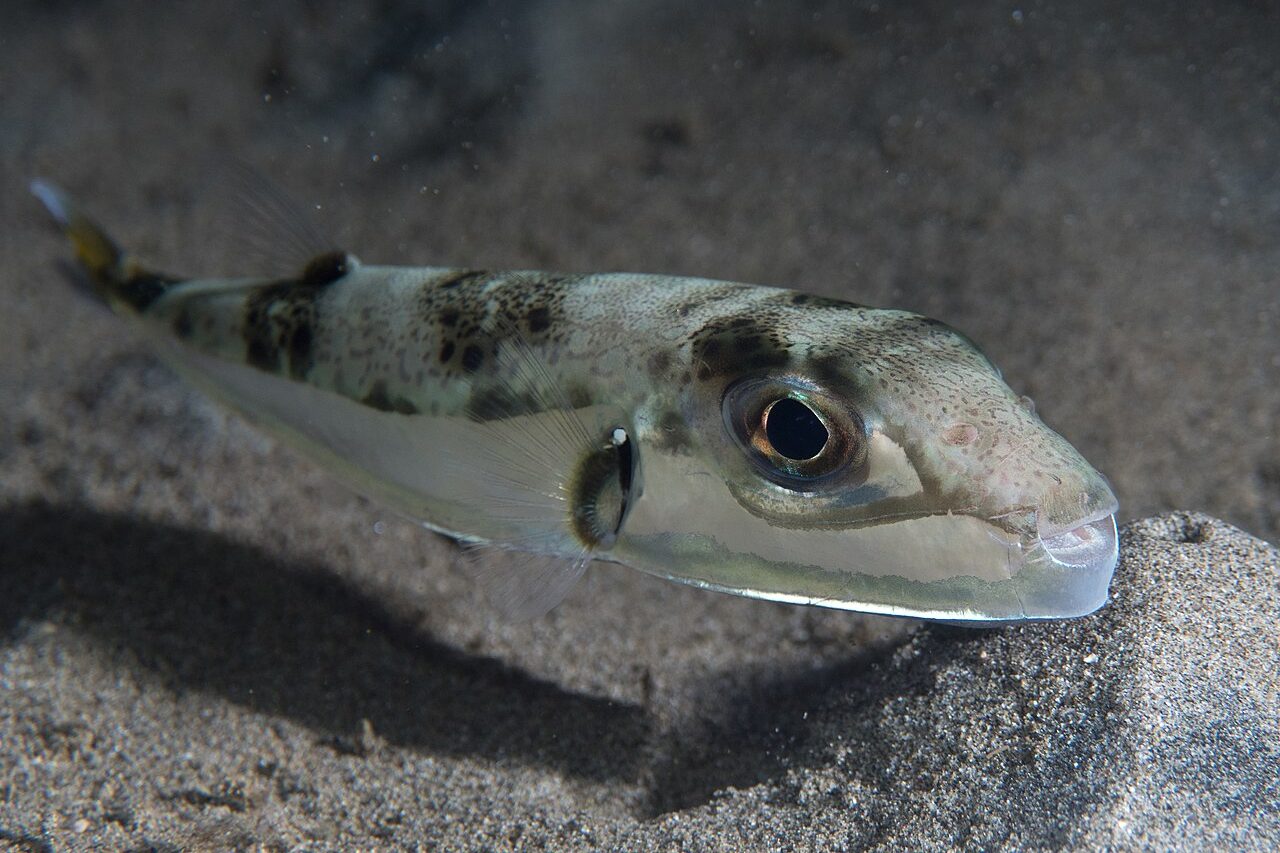 O governo da Grécia decidiu adotar uma medida drástica para conter o avanço de uma espécie marinha que vem provocando prejuízos à pesca e desequilíbrios ambientais no Mar Mediterrâneo. As autoridades passaram a oferecer uma recompensa de até 5,33 euros por quilo capturado do Lagocephalus sceleratus, um peixe-balão venenoso que se espalhou rapidamente pelas águas do país. -  (crédito: Flickr - Rickard Zerpe)
