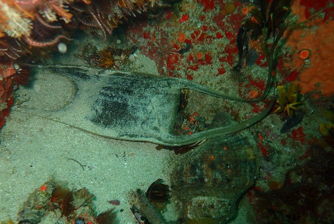 ‘Berçário gigante’ com mais de 2,1 milhões de ovos de raias surpreende pesquisadores no litoral do Canadá