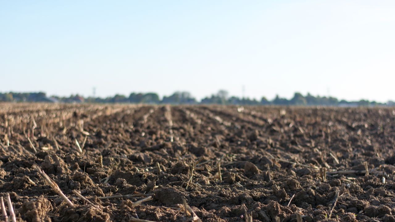 A descoberta vem de um estudo conduzido na Estação Experimental Agropecuária Salta, do Instituto Nacional de Tecnologia Agropecuária, em local na Argentina que foi usado por mais de cinquenta anos intensivamente para plantio de tabaco e feijão, sem descanso adequado, o que resultou em um solo desgastado e pobre em vida biológica.

