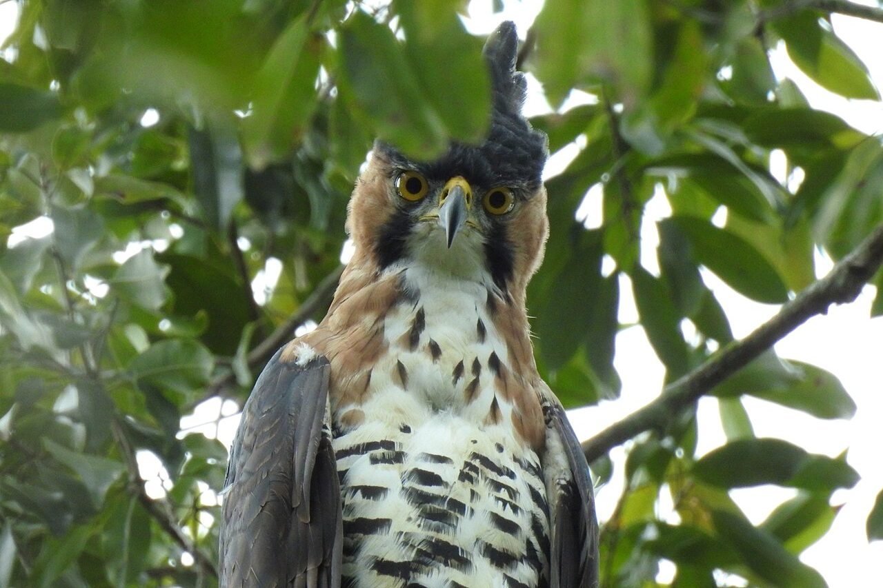 O gavião-de-penacho (Spizaetus ornatus) é uma das aves de rapina mais impressionantes das Américas e se destaca pela elegância e pela habilidade de caça. A espécie vive em florestas tropicais e subtropicais, com distribuição que se estende do sul do México ao norte da Argentina, incluindo grande parte do território brasileiro.