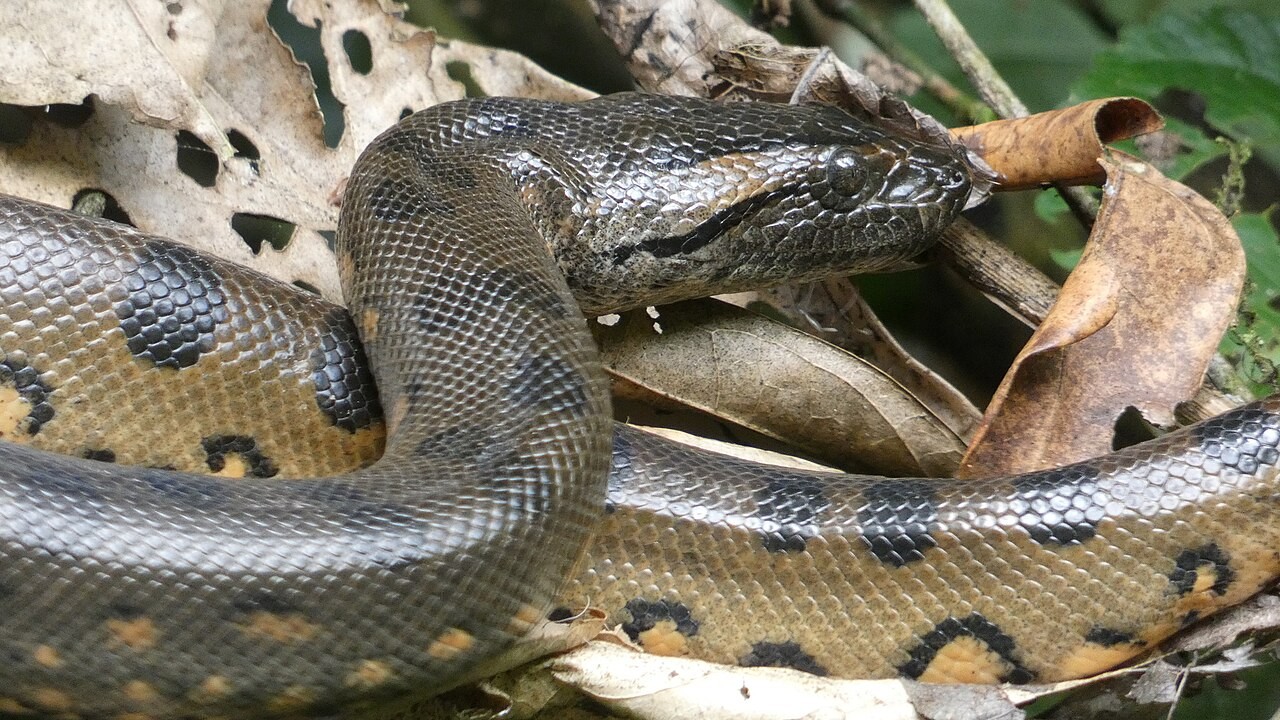 A sucuri-verde é considerada a maior serpente em massa corporal do mundo, segundo o Instituto Butantan, e nas fêmeas, que costumam ser maiores que os machos, o comprimento pode chegar a sete metros e o peso a mais de 200 quilos. Inclusive, uma fêmea de mais de seis metros já foi encontrada.
