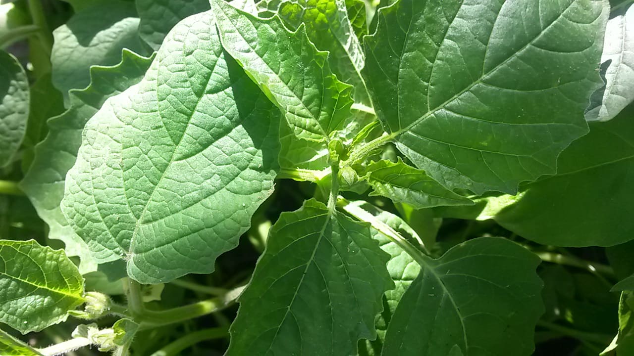 A planta prefere clima quente, boa incidência de sol e solo bem drenado. Seu cultivo é semelhante ao do tomate, embora normalmente exija mais de uma planta para favorecer a polinização e aumentar a produção dos frutos.