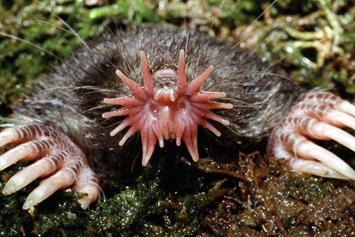 Toupeira-nariz-de-estrela (Condylura cristata) – Divulgação/Kenneth Catania