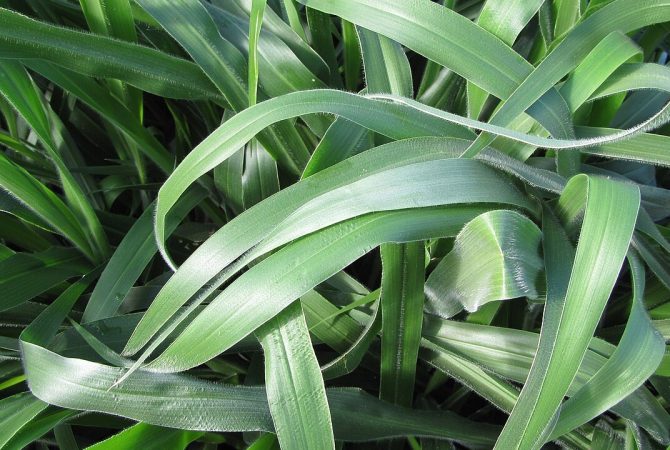 Estudo aponta que Urochloa brizantha melhora a saúde do solo e reduz fungos nocivos