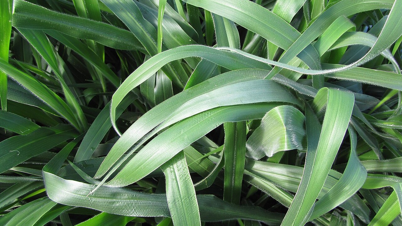 Um grupo de pesquisadores descobriu que plantar Urochloa brizantha, uma gramínea forrageira conhecida popularmente como braquiária, durante o período de pousio, intervalo em que uma área de cultivo fica sem receber plantio para que o solo se recupere, ajuda a deixar o solo mais saudável.
 -  (crédito:  Wikimedia Commons / Forest e Kim Starr)
