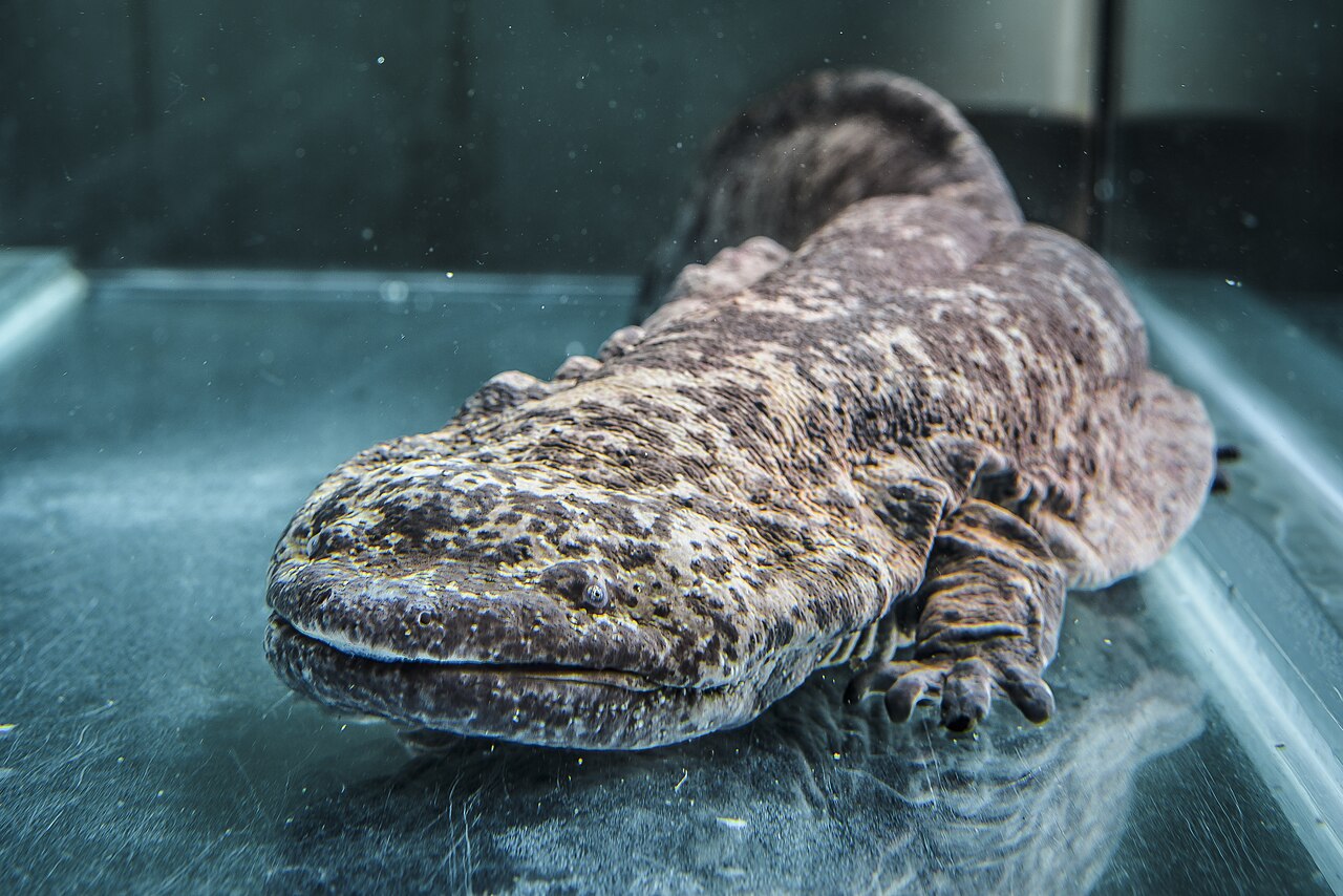 Salamandra-gigante-chinesa (Andrias davidianus): Este que é considerado o maior anfíbio do mundo não possui guelras nem pulmões eficientes na fase adulta, respirando majoritariamente através de sua pele enrugada. Além disso, vive em rios frios e utiliza receptores espalhados pela pele para localizar presas mesmo em águas turvas