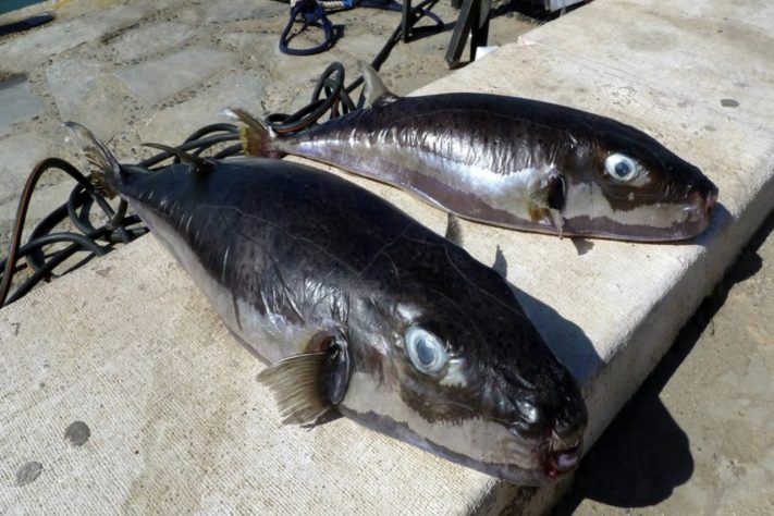 Grécia oferece recompensa financeira para quem capturar peixe venenoso que ameaça o Mediterrâneo (Lagocephalus sceleratus) – Wikimedia Commons/Carlos Jimenez