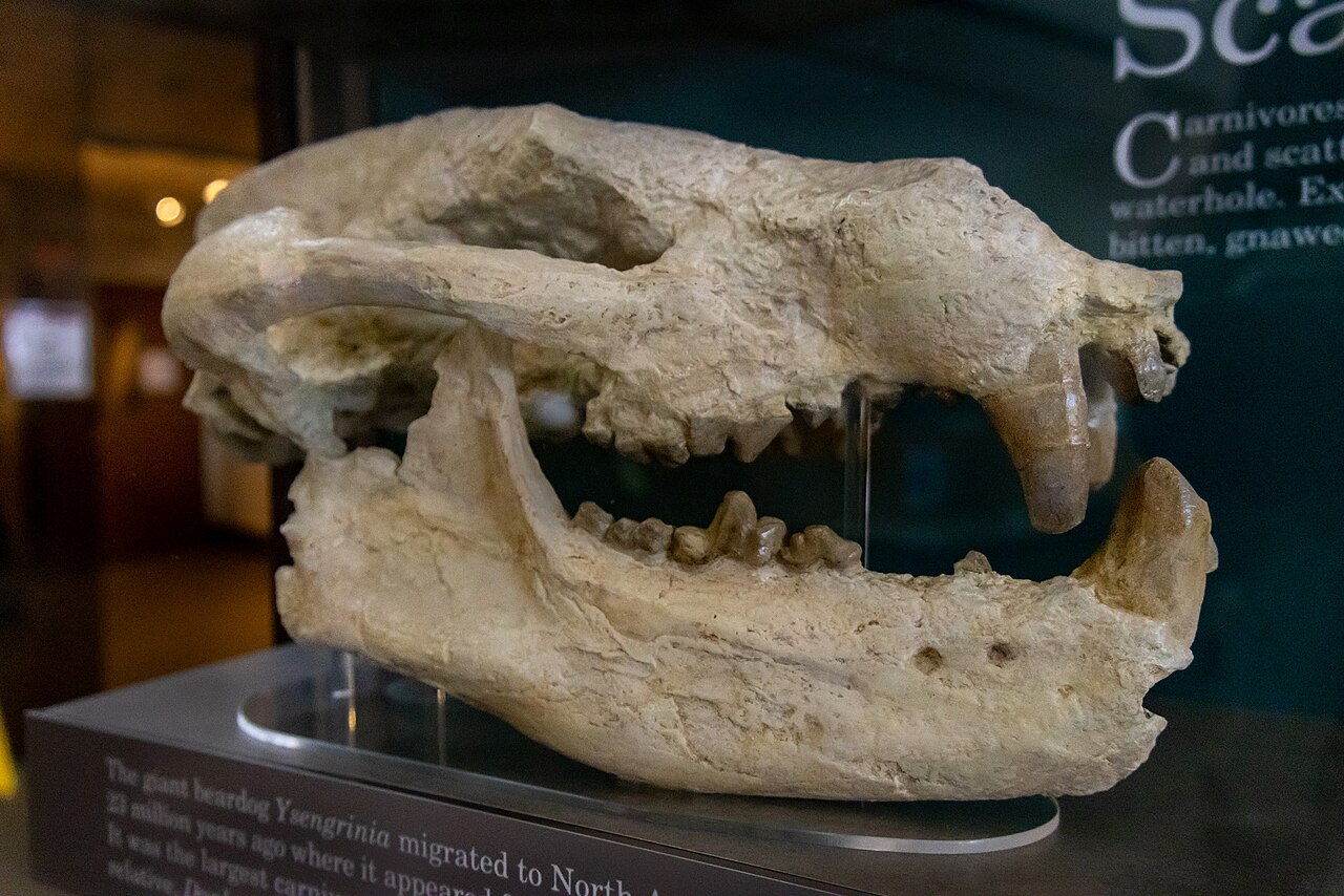 Para os cientistas, a descoberta amplia o conhecimento sobre a evolução dos mamíferos carnívoros e demonstra como os fósseis permitem reconstruir antigos ecossistemas, revelando espécies e paisagens que desapareceram milhões de anos antes do surgimento da humanidade.