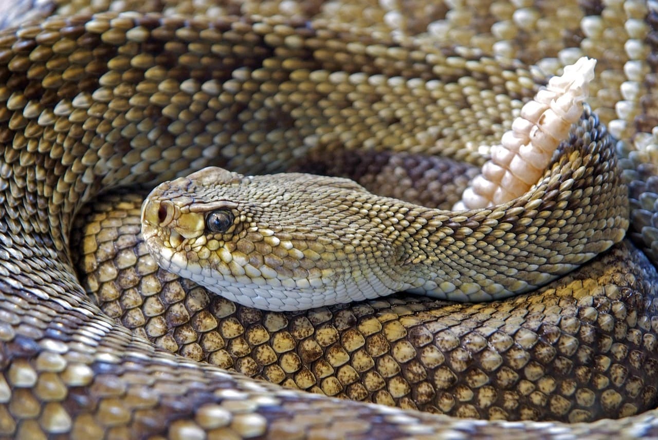 Um novo segmento costuma surgir após cada muda de pele, mas muitos podem se quebrar ou se desgastar com o tempo. Por isso, a quantidade de anéis não indica a idade da serpente.