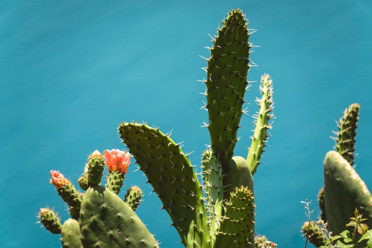 O cultivo exige pouca água quando comparado ao de outras hortaliças, o que faz da planta uma alternativa sustentável para regiões de clima seco. Seu uso ainda ultrapassa a gastronomia, pois o nopal também aparece na produção de cosméticos, suplementos alimentares e medicamentos naturais.
