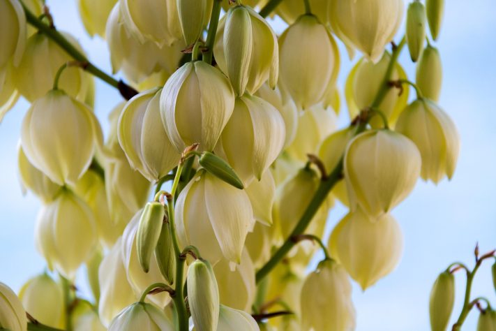 Flor de yucca (Yucca guatemalensis) – Arno Mitterbacher/Pixabay