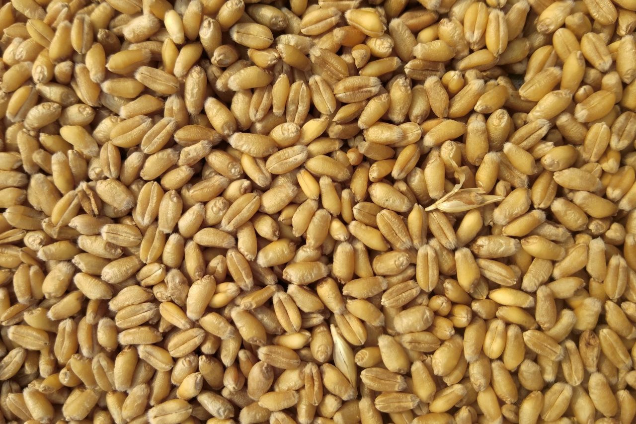 Obviamente, o sucesso dessa expansão exige cautela, pois depende da adoção em massa pelos produtores e de condições climáticas favoráveis. De todo modo, a novidade reforça o papel da pesquisa científica na criação de soluções capazes de aumentar a competitividade do agronegócio brasileiro.