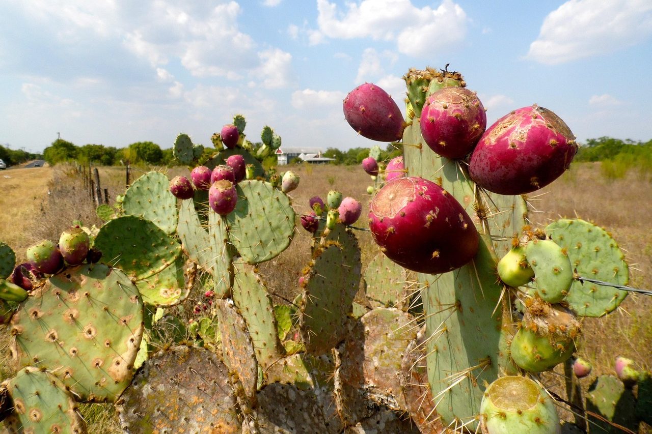 O cacto também produz o figo-da-índia, fruto doce e colorido bastante utilizado em geleias, doces, sorvetes, licores, sucos e coquetéis. Em diversas regiões do México, os nopales representam uma importante fonte de renda para pequenos agricultores e abastecem mercados locais, restaurantes e feiras.