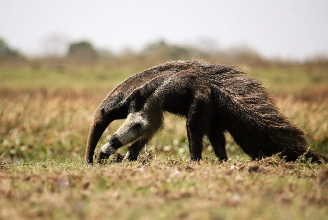 ‘Coextinção’: estudo revela que desaparecimento de uma espécie pode gerar efeito em cadeia na natureza