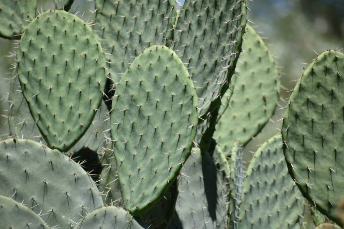 Nopales (Opuntia ficus-indica) – Elizabeth/Unsplash