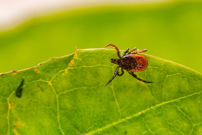 Estudo canadense mostra que lascas de madeira podem reduzir presença de carrapatos em até 99% em trilhas