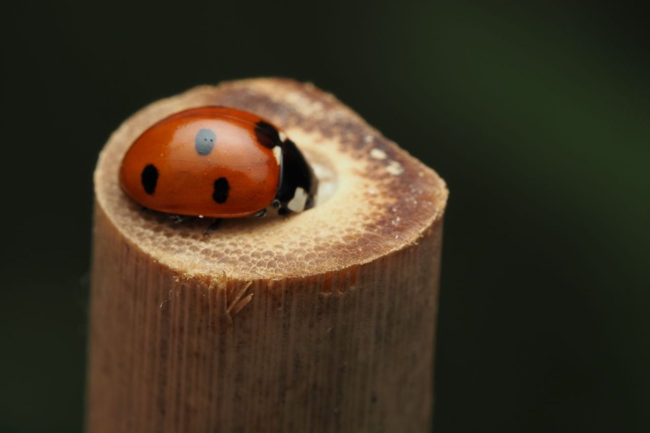O exemplar inédito recebeu o nome de Parastethorus pinicola, referência ao pinheiro que servia de habitat para o animal. Com pouco mais de 1 milímetro de comprimento — dimensão comparável a um grão de areia —, ela integra um grupo de espécies extremamente pequenas que se alimentam principalmente de ácaros.