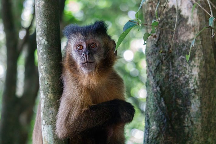 Macaco foto neutra – Pexels/cassius cardoso