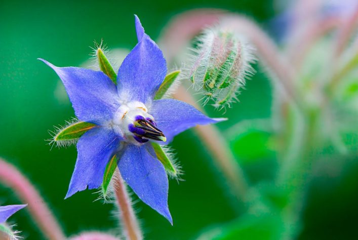 Flor de borragem (Borago officinalis) – Pexels/@coldbeer