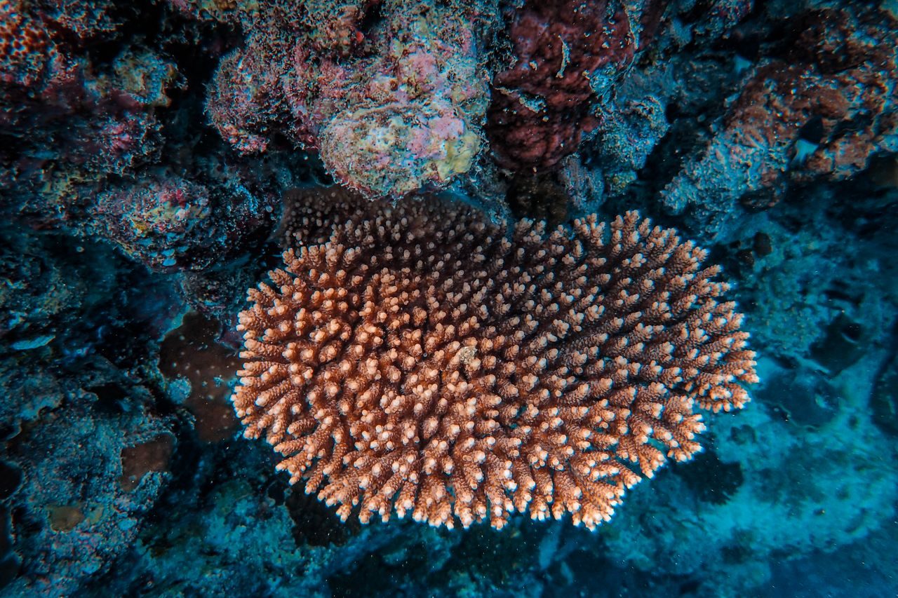 Estudos anteriores nas Ilhas Galápagos já haviam demonstrado que a maior parte dos ovos dessa espécie (89%) se concentra próxima às áreas de maior temperatura no fundo do mar. Outro fator importante é a presença de corais vivos e rochas expostas às correntes marinhas, que oferecem sustentação às cápsulas e favorecem a circulação de água rica em oxigênio.