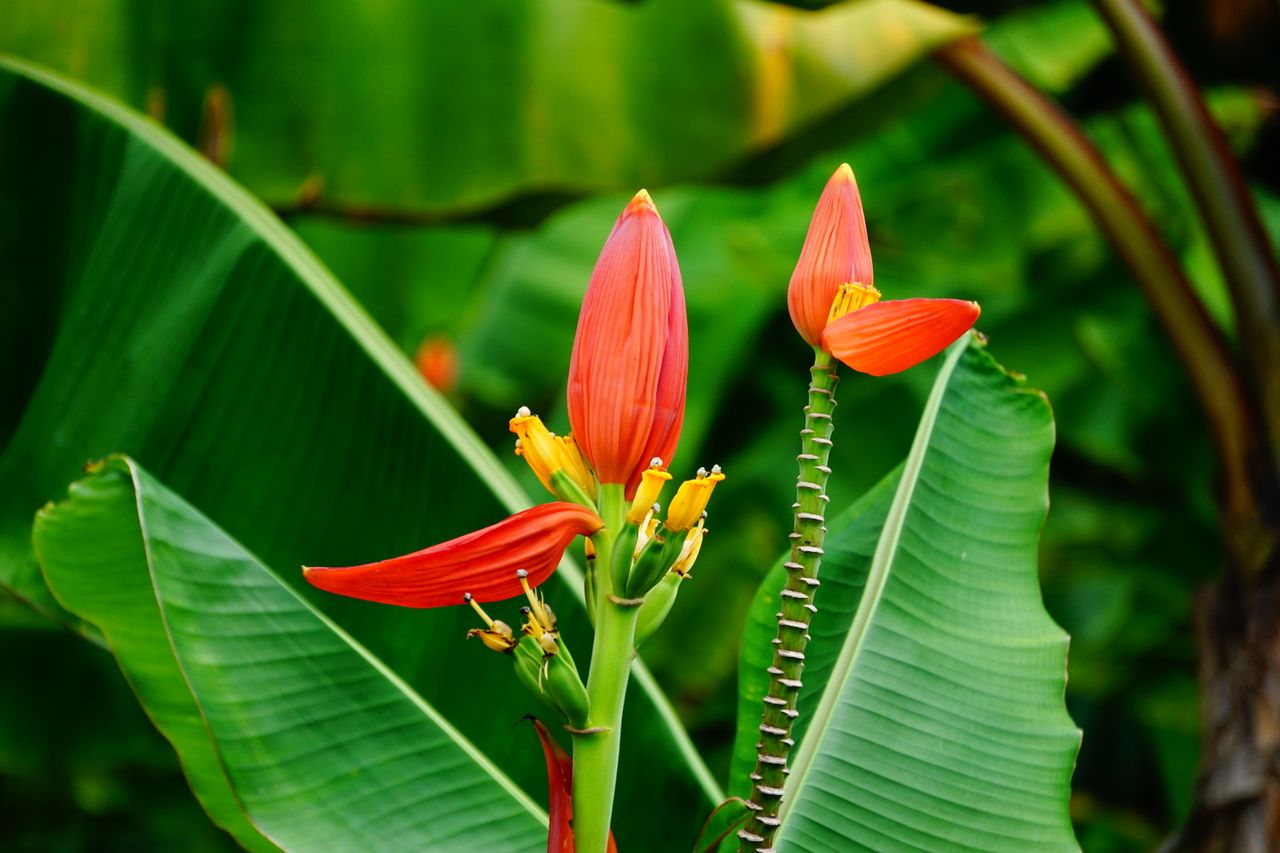 Outro ingrediente bastante valorizado em regiões tropicais é a flor de bananeira, cuja textura lembra a alcachofra e combina com preparações quentes e frias, como saladas, sopas, molhos. Originária do sudeste asiático, ela é rica em água, fibras e compostos antioxidantes. 