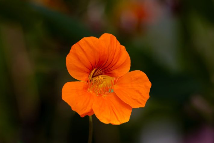 Capuchinha (Tropaeolum majus) – Pexels/Joerg Mangelsen