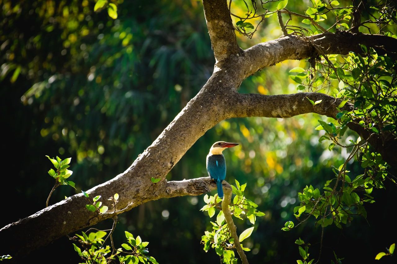 A atividade movimenta pessoas interessadas em conhecer espécies raras, registrar imagens e vivenciar ambientes preservados. Estima-se que cerca de 100 milhões de pessoas pratiquem o birdwatching em todo o mundo, número que reflete o crescimento do interesse pela biodiversidade e pelo contato direto com a vida selvagem.