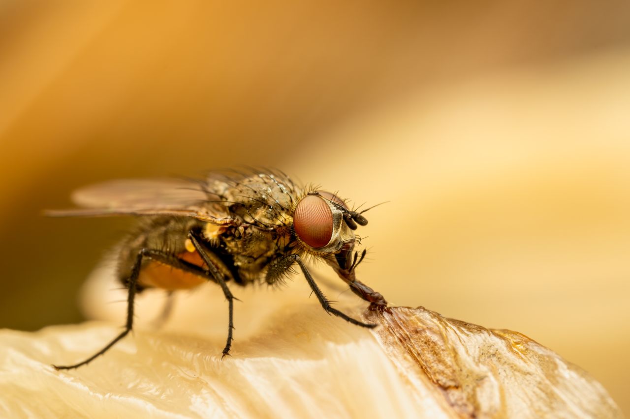 Como essas moscas dependem exclusivamente dos morcegos para sobreviver, muitas delas mantêm uma relação exclusiva com uma única espécie de mosca. Apesar dos dados, o estudo revelou que o conhecimento sobre essas interações ainda é limitado.